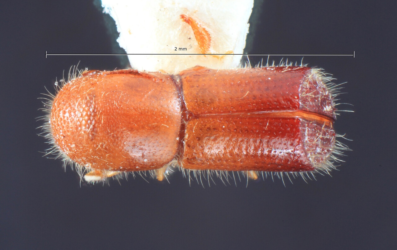 Genus / Species: Truncaudum longior | Image Author: TH Atkinson | Location: Papua New Guinea, Maifluss, Augustafluss | Image Type: lectotype | Collection: Entomology