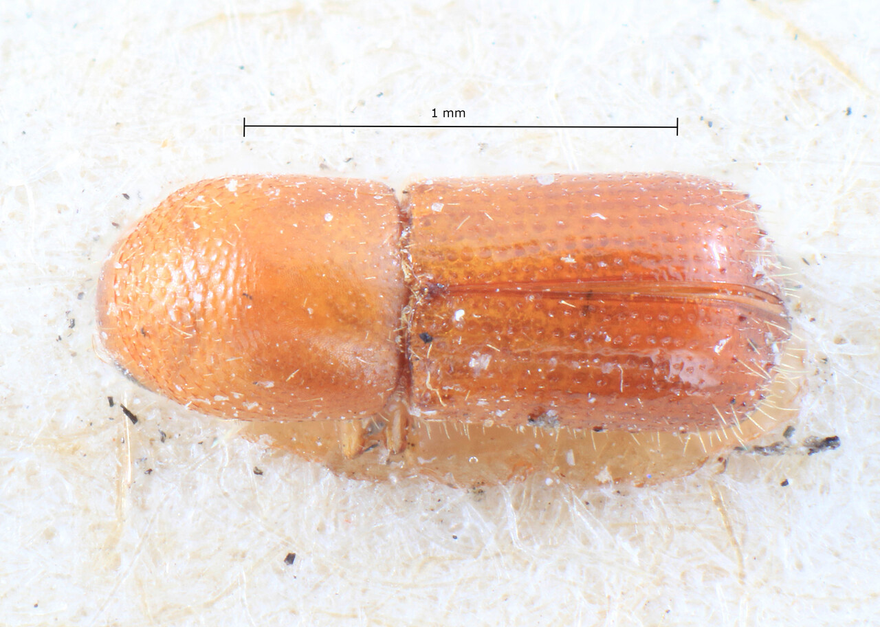 Genus / Species: Microperus recidens | Image Author: TH Atkinson | Location: Indonesia, Enganno, Bua Bua | Image Type: lectotype | Collection: Entomology