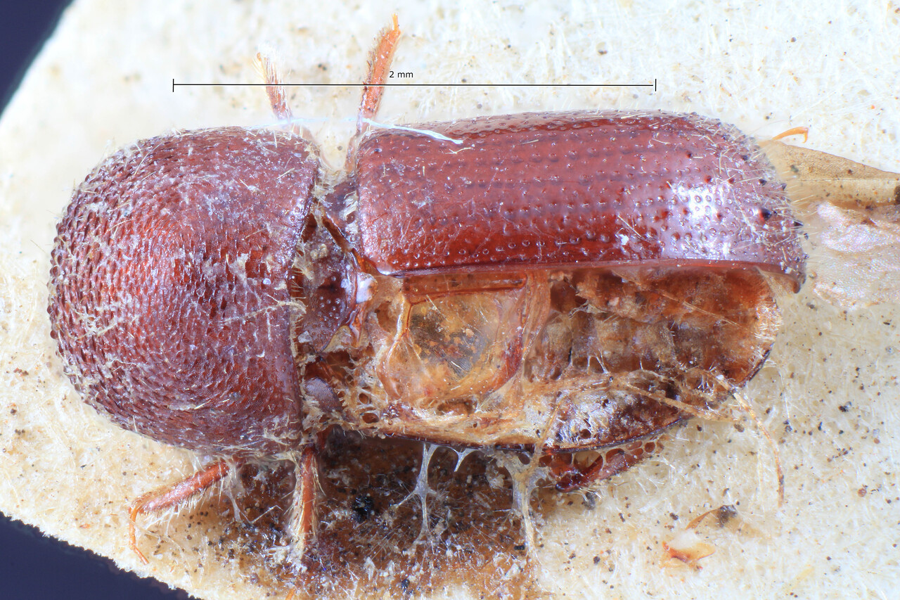 Genus / Species: Ambrosiodmus natalensis | Image Author: TH Atkinson | Location: Republic of South Africa, KwaZulu-Natal, KwaZulu-Natal (region / admin. unit) | Image Type: holotype | Collection: Entomology