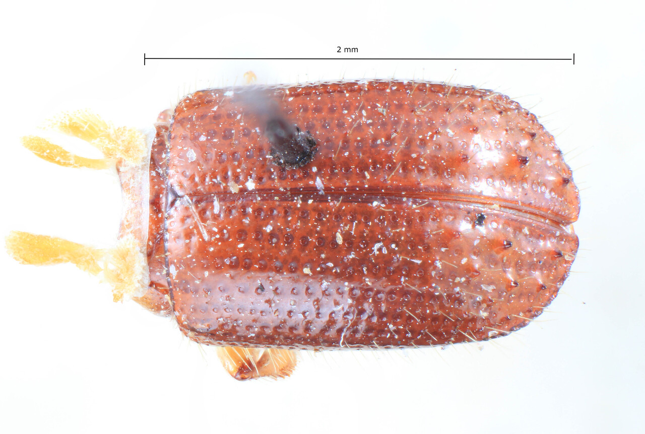 Genus / Species: Euwallacea funereus | Image Author: TH Atkinson | Location: Indonesia, Java, Sumbawa | Image Type: lectotype | Collection: Entomology