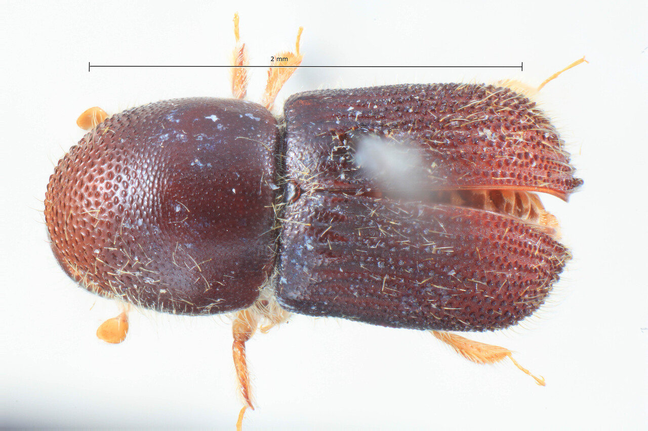 Genus / Species: Arixyleborus puberulus | Image Author: TH Atkinson | Location: New Guinea, Kaiserin Augustafluss | Image Type: lectotype | Collection: Entomology