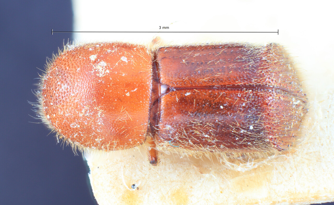 Genus / Species: Cyclorhipidion circumcisum | Image Author: TH Atkinson | Location: Indonesia, Sumatra, Bandar Baroe | Image Type: holotype | Collection: Entomology