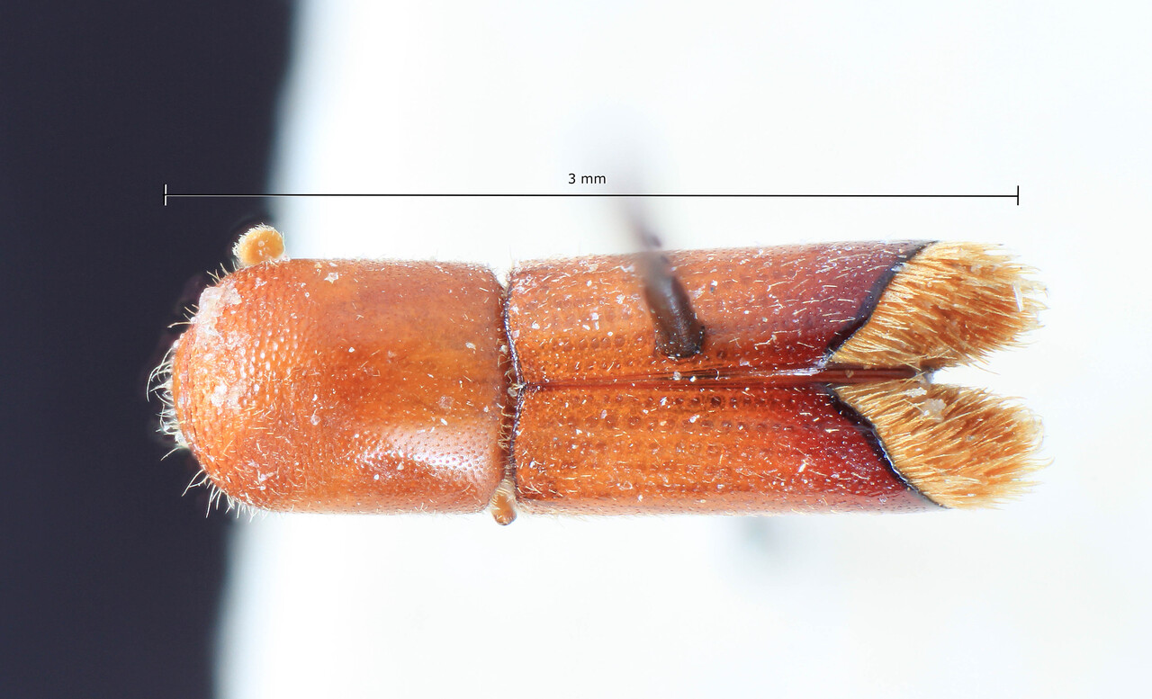 Genus / Species: Webbia penicillata | Image Author: TH Atkinson | Location: indonesia, Java, Sumatra et Java | Image Type: lectotype | Collection: Entomology