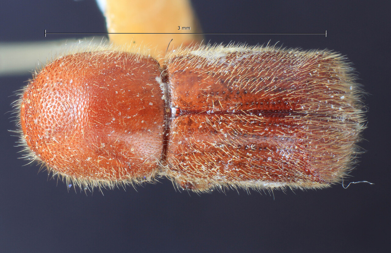 Genus / Species: Cyclorhipidion pilosulum | Image Author: TH Atkinson | Location: Phillipines, Luzon, Luzon, Laguna, Mt. Maquiling | Image Type: holotype | Collection: Entomology