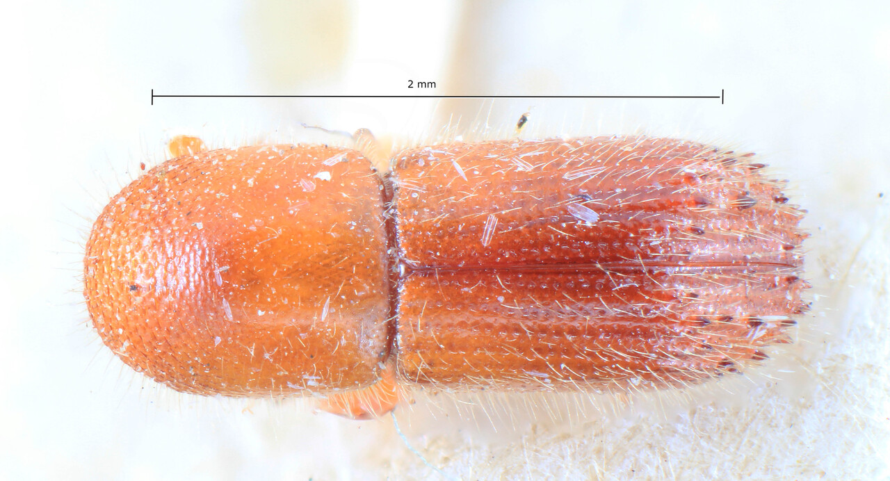 Genus / Species: Truncaudum agnatum | Image Author: TH Atkinson | Location: Phillipines, Luzon, Luzon, Mt. Maquiling | Image Type: lectotype | Collection: Entomology