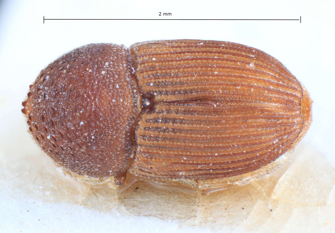 Genus / Species: Xyloctonus scolytoides | Image Author: TH Atkinson | Location: Sudan, Sudan | Image Type: holotype | Collection: Entomology