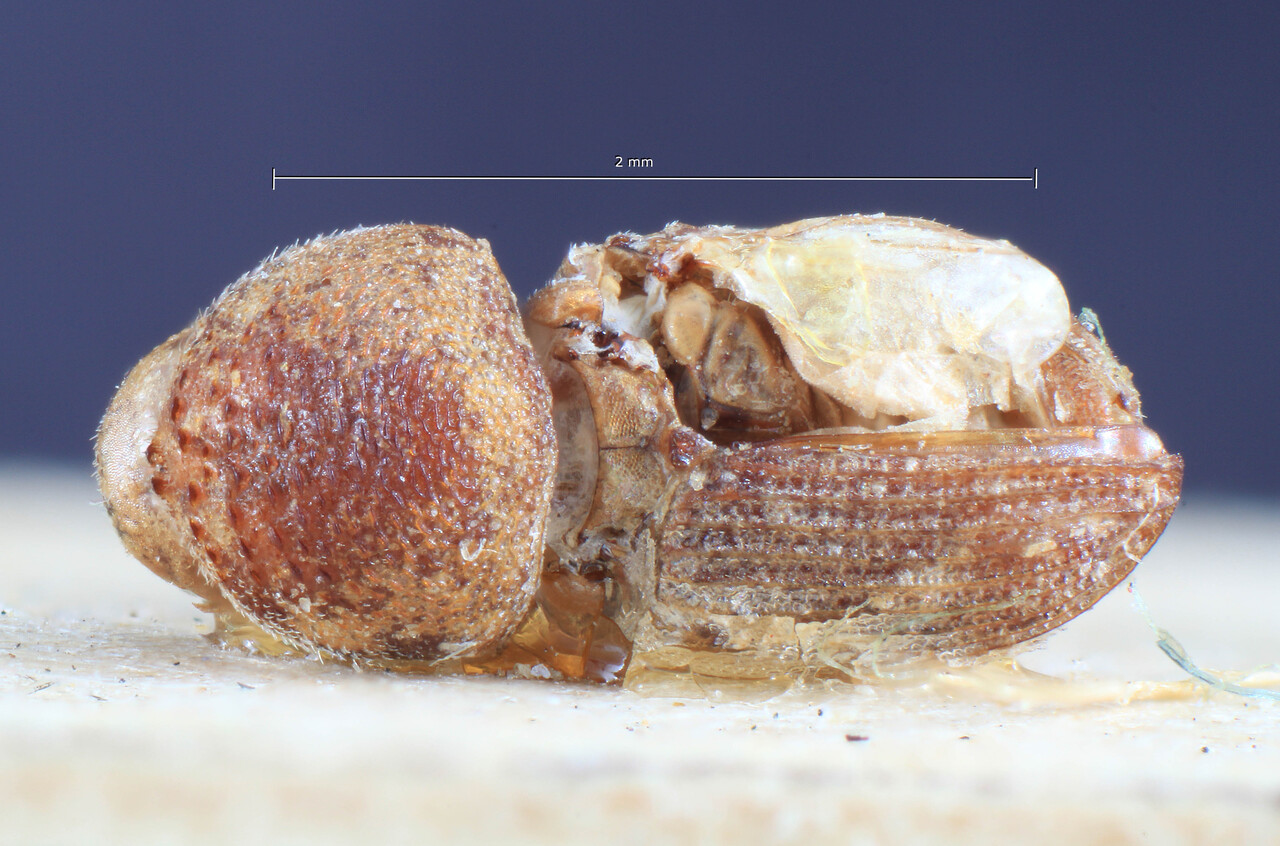 Genus / Species: Xyloctonus punctipennis | Image Author: TH Atkinson | Location: Somalia, 	, Basso Genana | Image Type: holotype | Collection: Entomology