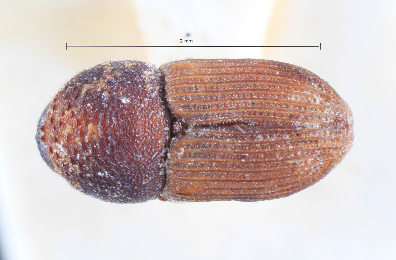 Genus / Species: Xyloctonus subcostatus | Image Author: TH Atkinson | Location: Tanzania, Bezirk Tabora, Ngulu | Image Type: holotype | Collection: Entomology