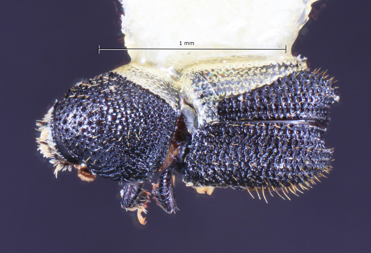 Genus / Species: Cactopinus sulcifrons | Image Author: TH Atkinson | Location: México, Sonora, Isla Tiburón | Image Type: holotype | Collection: Entomology