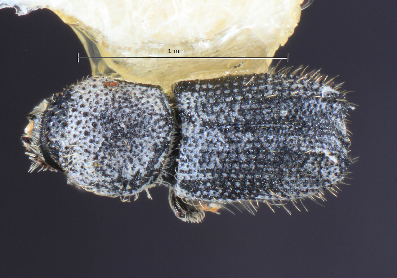 Genus / Species: Cactopinus woodi | Image Author: TH Atkinson | Location: México, Sonora, Isla San Esteban | Image Type: holotype | Collection: Entomology