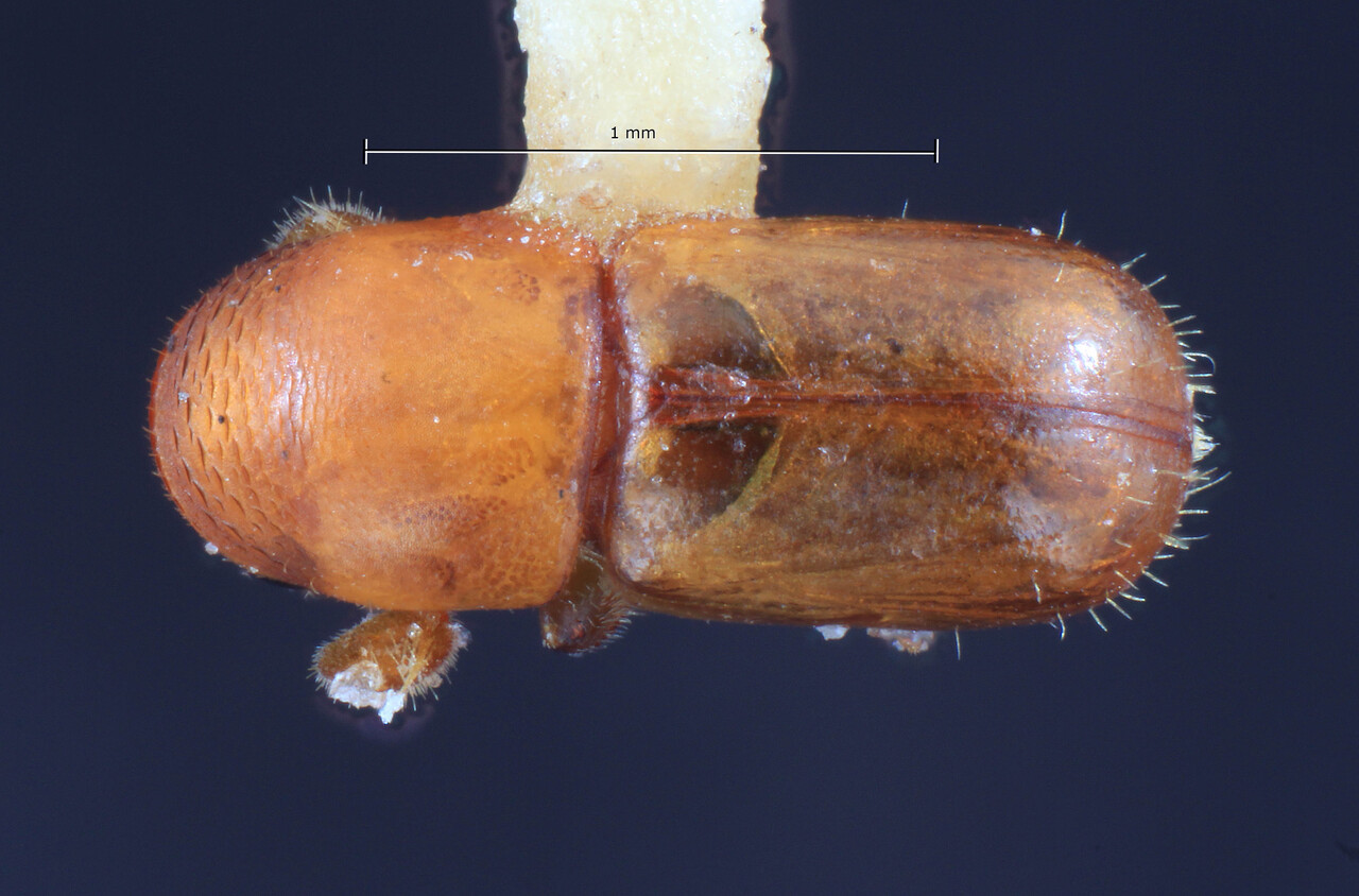 Genus / Species: Corthylocurus aguacatensis | Image Author: TH Atkinson | Location: México, Nayarit, Tepic, 6 km W | Collection: Entomology