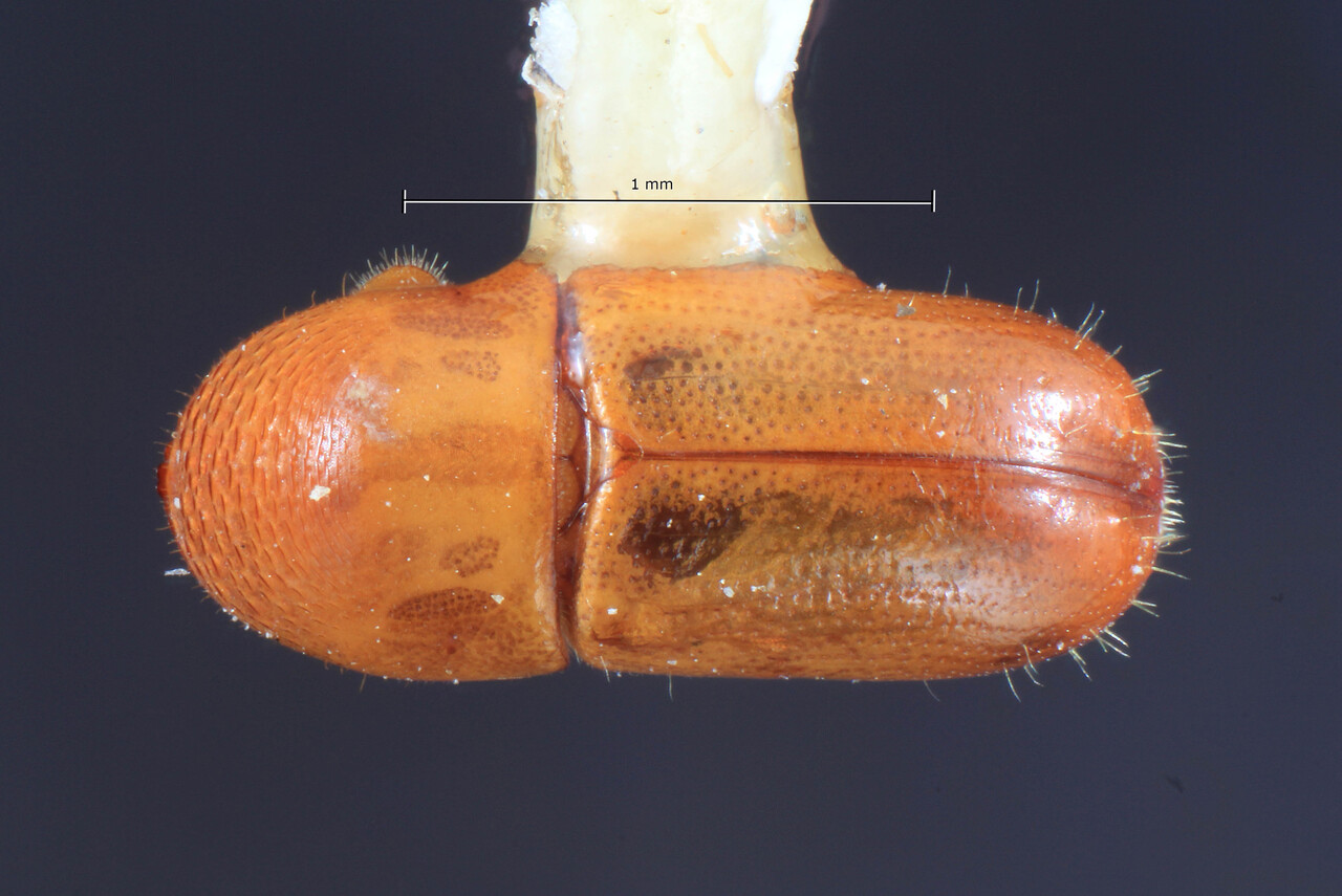 Genus / Species: Corthylocurus mexicanus | Image Author: TH Atkinson | Location: México, Puebla, Teziutlan, 9 km NE | Collection: Entomology