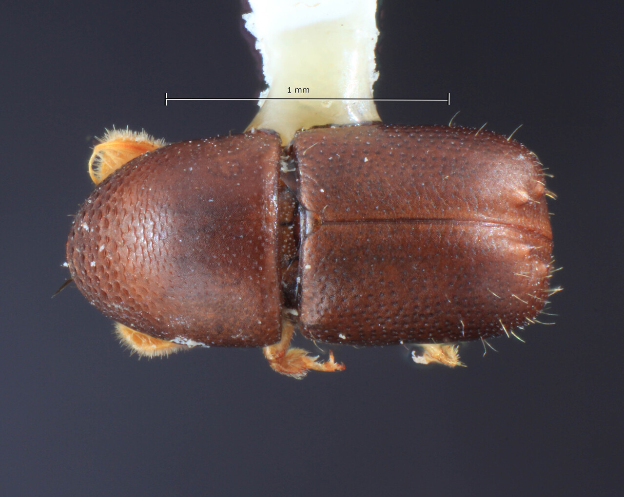 Genus / Species: Corthylocurus costaricensis | Image Author: TH Atkinson | Location: Costa Rica, Heredia, Puerto Viejo | Collection: Entomology