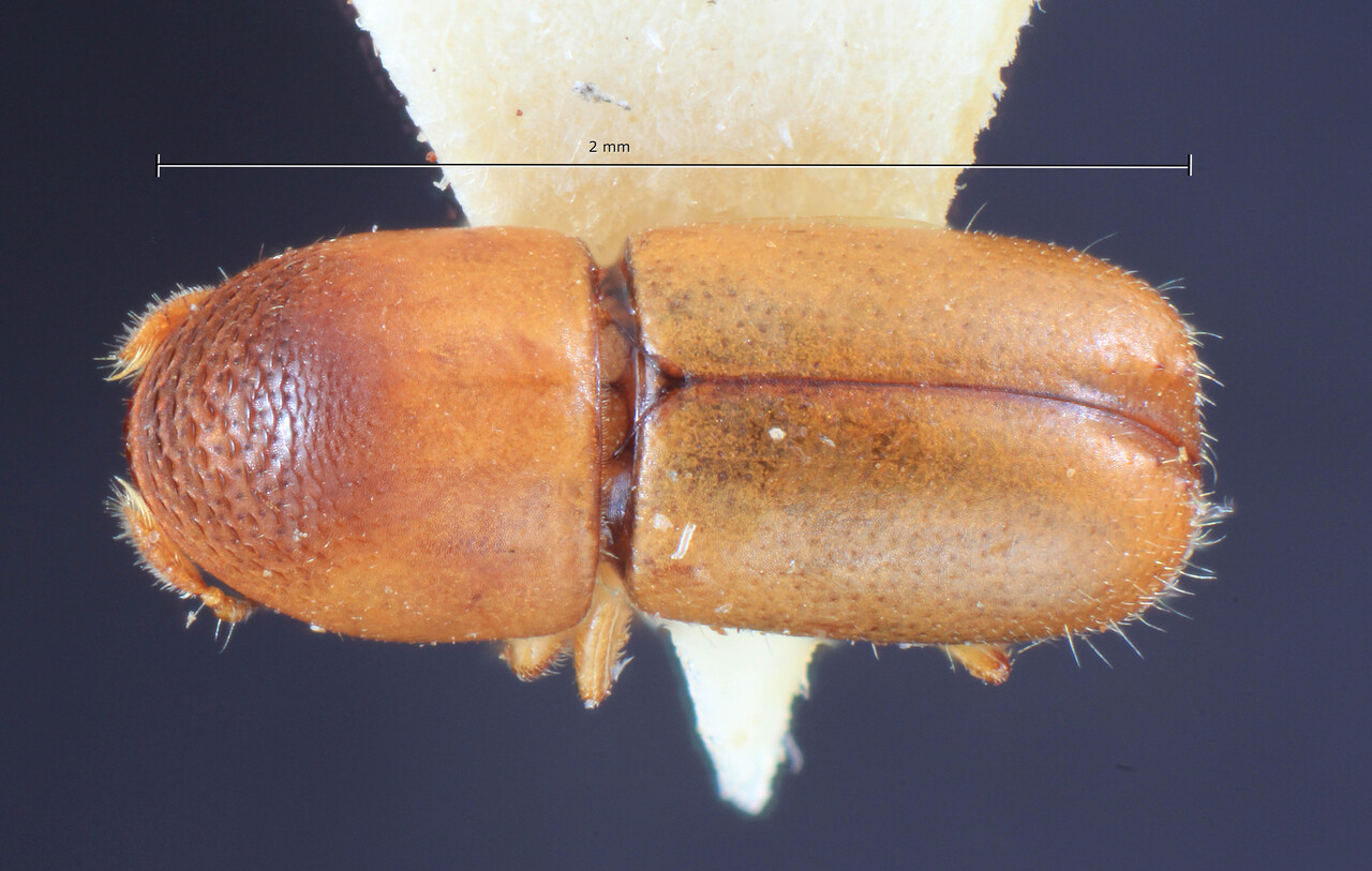 Genus / Species: Corthylocurus vernaculus | Image Author: TH Atkinson | Location: Brazil, Santa Catarina, Nova Teutonia | Collection: Entomology