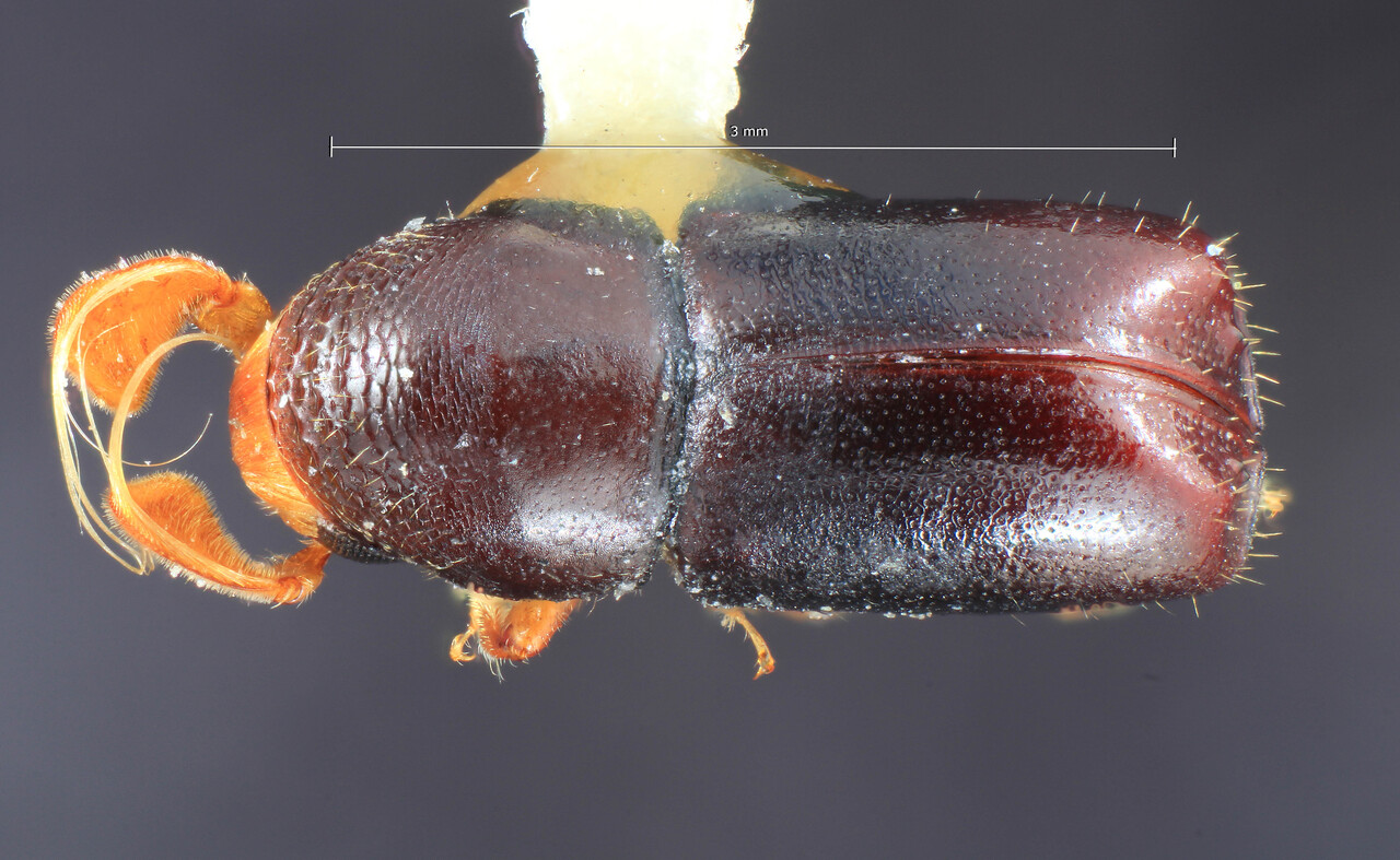 Genus / Species: Corthylus abbreviatus | Image Author: TH Atkinson | Location: Venezuela, Mérida, Mérida | Collection: Entomology