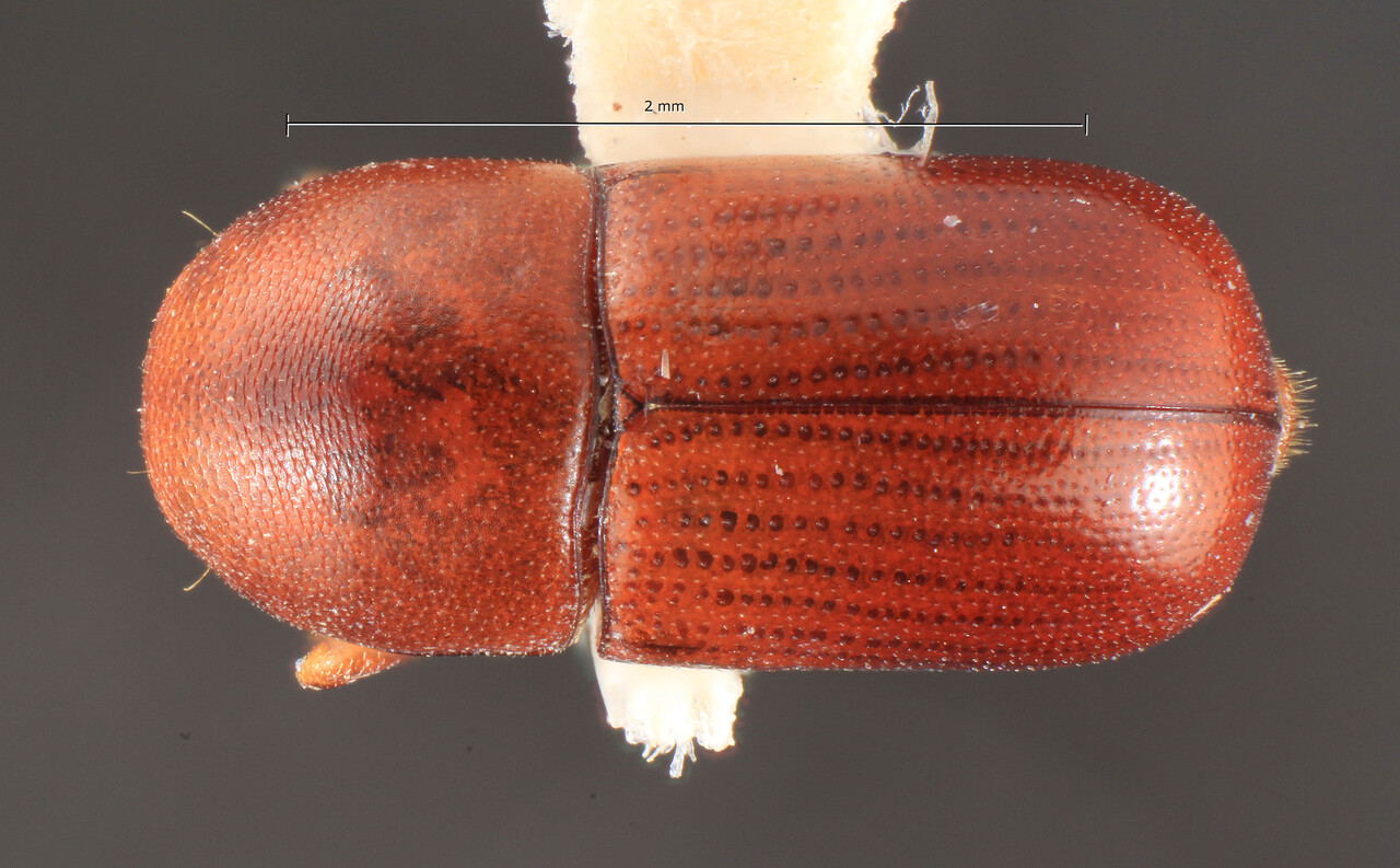 Genus / Species: Scolytodes capillus | Image Author: TH Atkinson | Location: Panamá, Panamá, Ft. Clayton, Albrook Forest | Image Type: holotype | Collection: Entomology