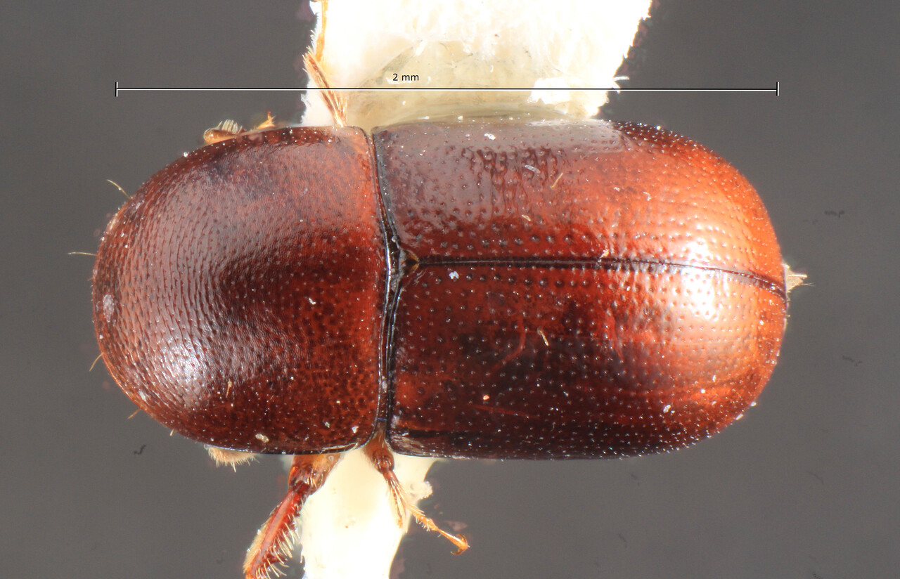 Genus / Species: Scolytodes flavifrons | Image Author: TH Atkinson | Location: Panamá, Panamá, Ft. Clayton, Albrook Forest | Image Type: holotype | Collection: Entomology