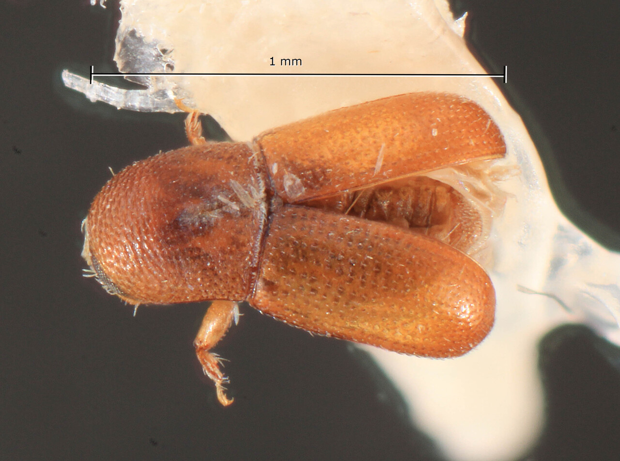 Genus / Species: Scolytodes aureifrons | Image Author: TH Atkinson | Location: Panamá, Panamá, Ft. Clayton, Albrook Forest | Image Type: holotype | Collection: Entomology