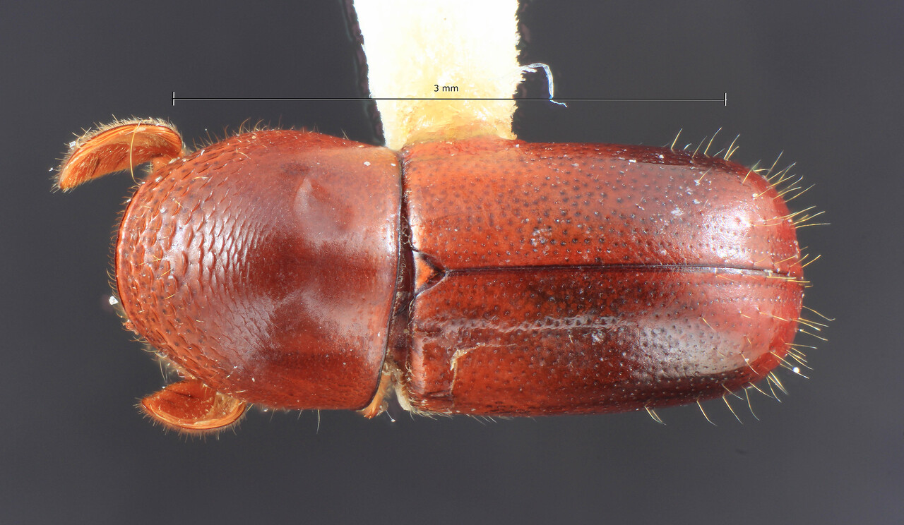 Genus / Species: Corthylus castaneus | Image Author: TH Atkinson | Location: Venezuela, Mérida, La Carbonera, 50 km NE Merida | Collection: Entomology