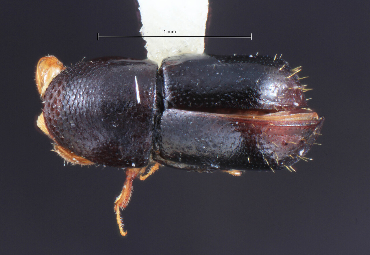 Genus / Species: Corthylus ingaensis | Image Author: TH Atkinson | Location: Venezuela, Aragua, Rancho Grande | Collection: Entomology