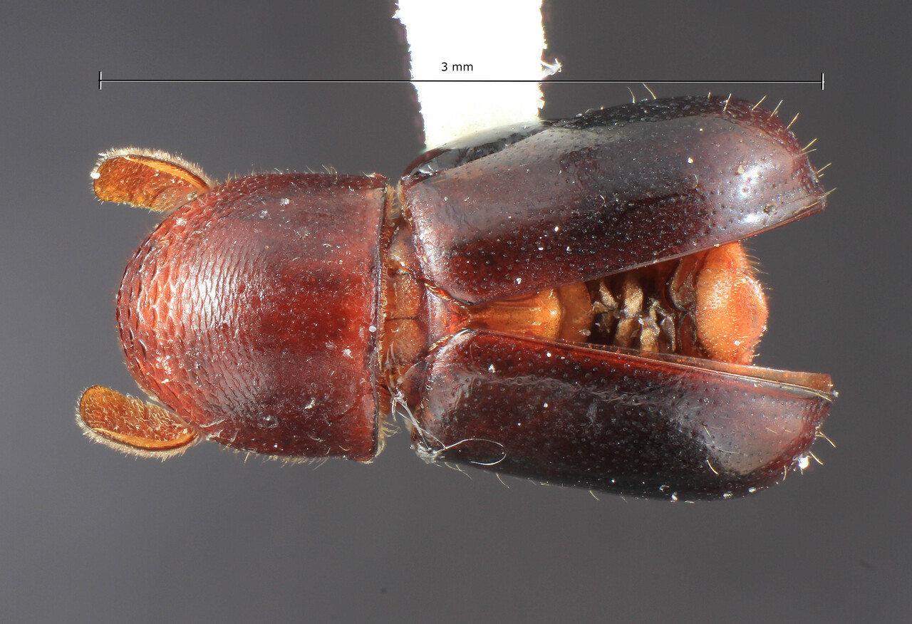Genus / Species: Corthylus coronatus | Image Author: TH Atkinson | Location: Venezuela, Aragua, Rancho Grande | Collection: Entomology
