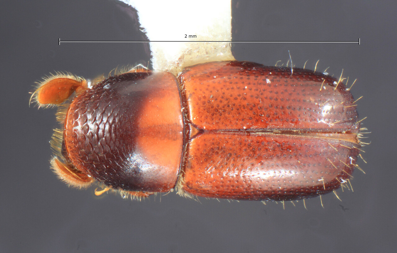 Genus / Species: Corthylus discoideus | Image Author: TH Atkinson | Location: Venezuela, Mérida, La Carbonera, 50 km NE Merida | Collection: Entomology