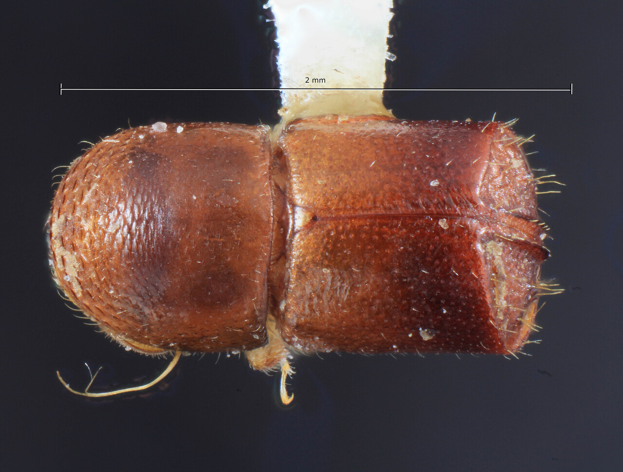 Genus / Species: Corthylus compressicornis | Image Author: TH Atkinson | Location: Venezuela, Bolivar, El Palmar, 30 km E | Collection: Entomology