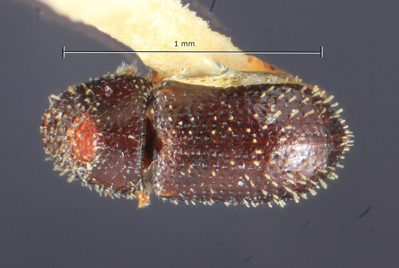 Genus / Species: Pseudothysanoes huachucae | Image Author: TH Atkinson | Location: United States, Arizona, Huachuca Mtns. | Image Type: paratype | Collection: Entomology
