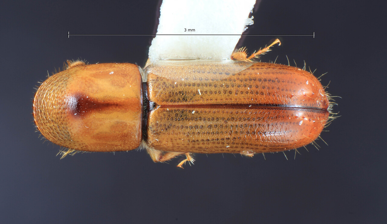 Genus / Species: Gnathotrichus consentaneus | Image Author: TH Atkinson | Location: México, Chiapas, Mt. Tzontehuiz | Collection: Entomology