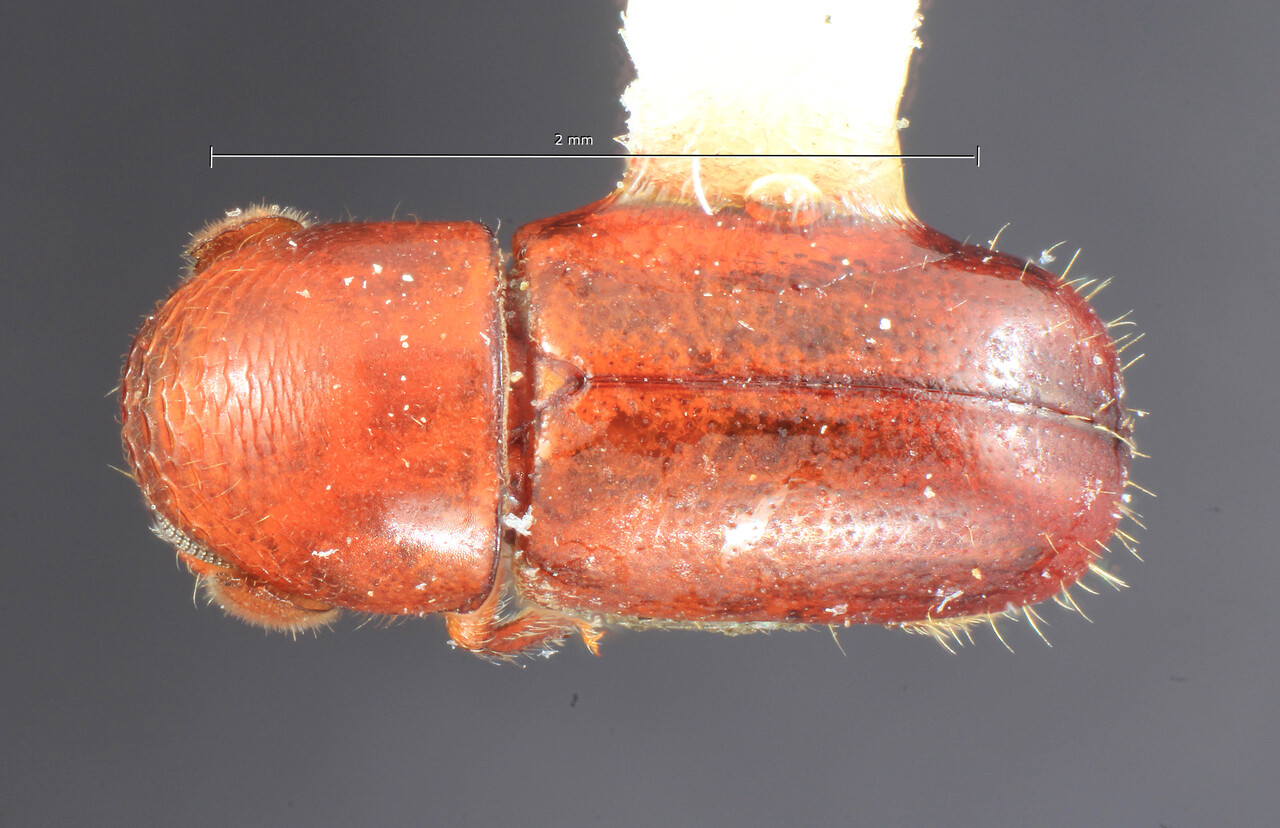 Genus / Species: Corthylus redtenbacheri | Image Author: TH Atkinson | Location: Colombia, Antioquía, Piedras Blancas, 10 km E Medellin | Collection: Entomology