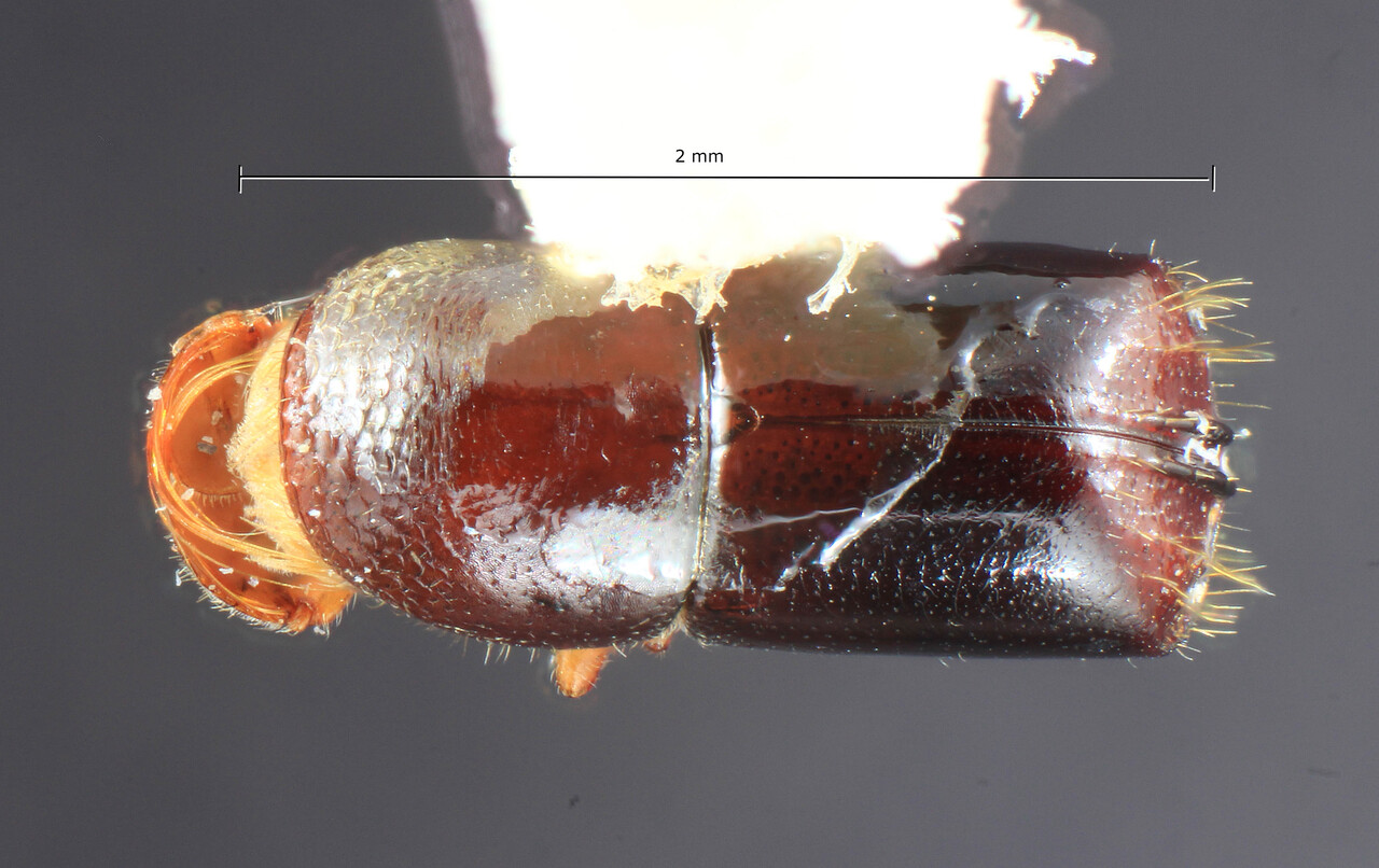 Genus / Species: Corthylus serrulatus | Image Author: TH Atkinson | Location: Perú, San Martín, Almirante | Collection: Entomology