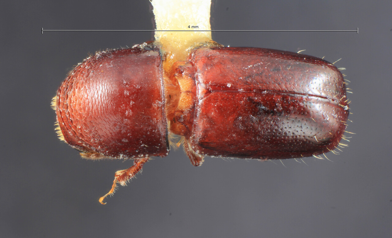 Genus / Species: Corthylus simillimus | Image Author: TH Atkinson | Location: Venezuela, Mérida, Mérida | Collection: Entomology