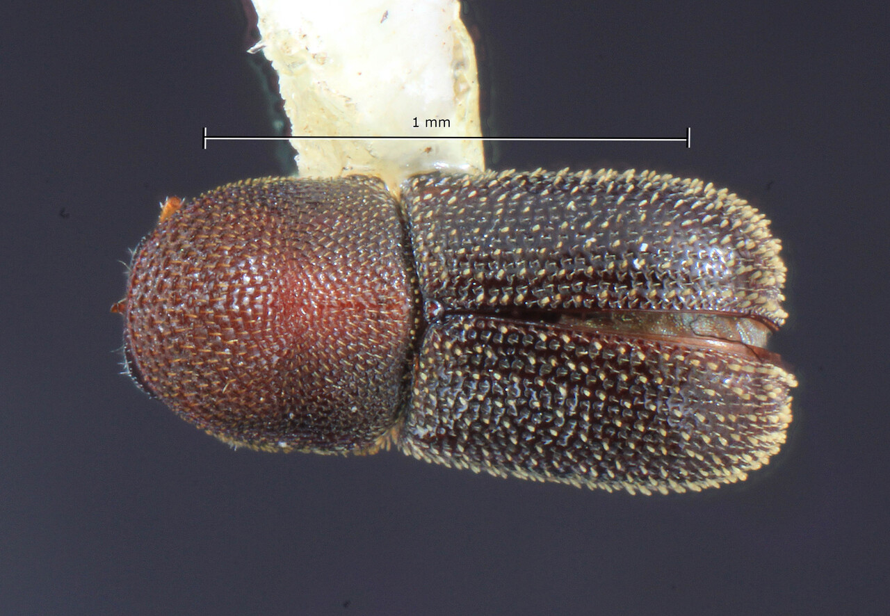 Genus / Species: Styphlosoma granulatum | Image Author: TH Atkinson | Location: Costa Rica, Guanacaste, Finca Taboga, nr. Cañas | Collection: Entomology