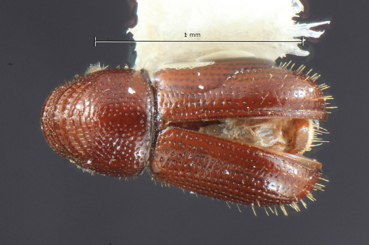 Genus / Species: Pityophthorus pecki | Image Author: TH Atkinson | Location: United States, Florida, Big Pine Key, Watson Hammock | Image Type: holotype | Collection: Entomology