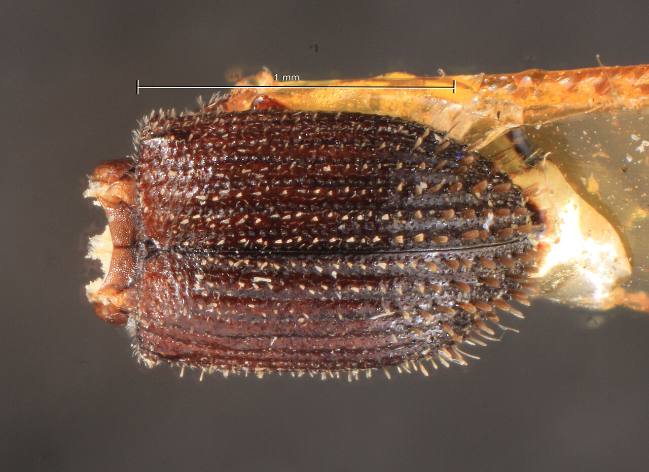 Genus / Species: Hypothenemus hystrix | Image Author: TH Atkinson | Location: Tanzania, Amani | Image Type: lectotype | Collection: Entomology