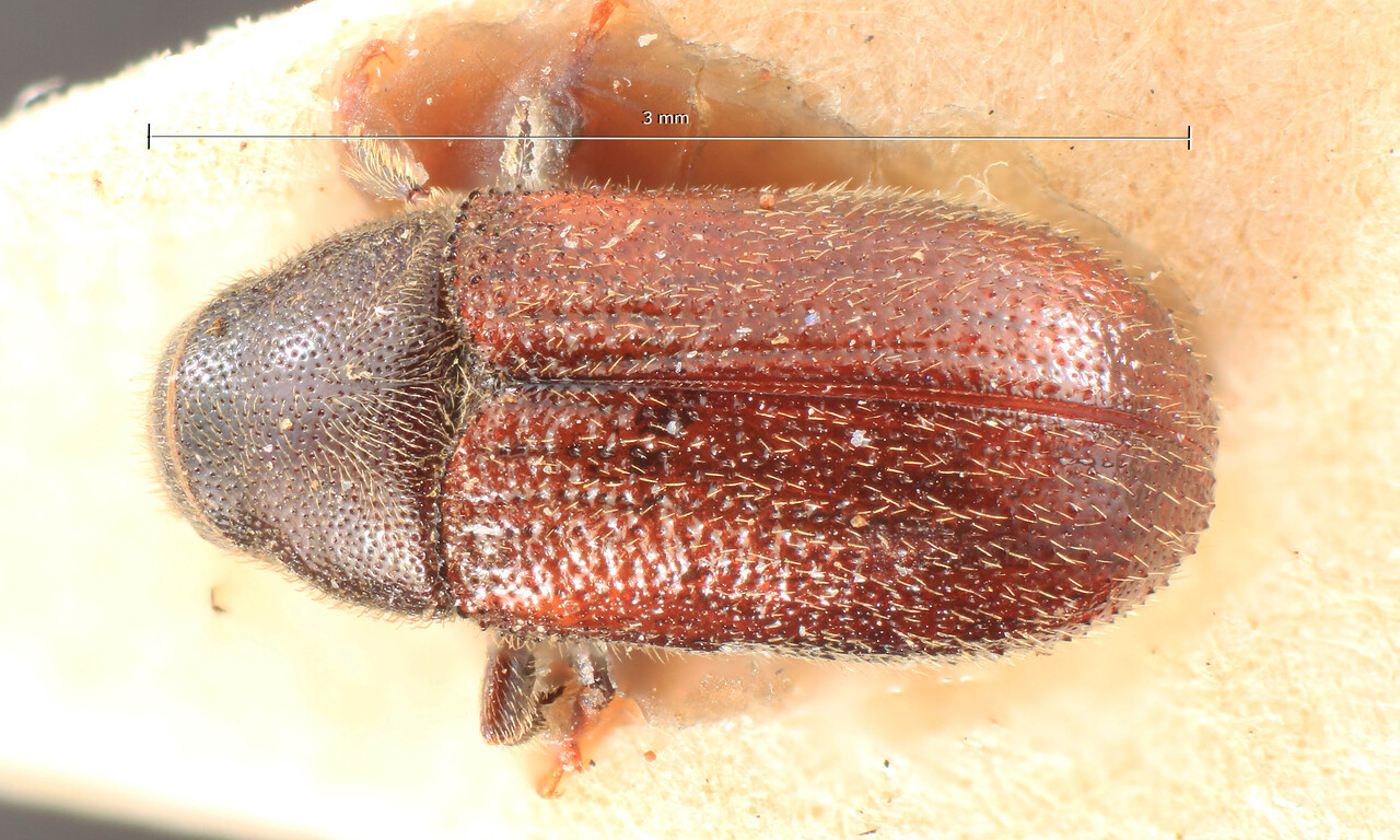 Genus / Species: Tomicus puellus | Image Author: TH Atkinson | Location: Russia, Far East, Ussuri | Image Type: lectotype | Collection: Entomology