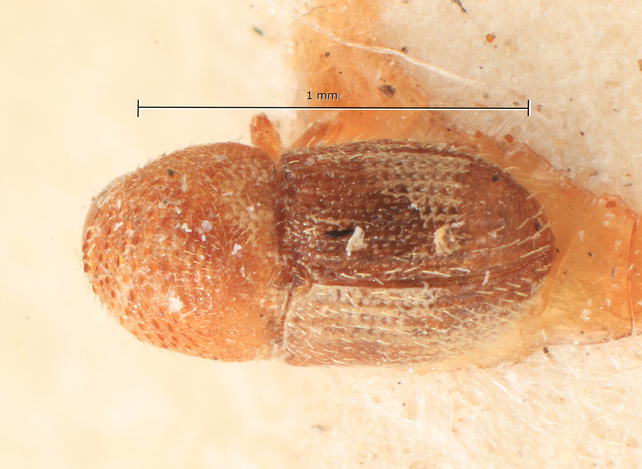 Genus / Species: Coriacephilus cribripennis | Image Author: TH Atkinson | Location: Phillipines, Mindanao, Mindanao, Kalambangan | Image Type: lectotype | Collection: Entomology