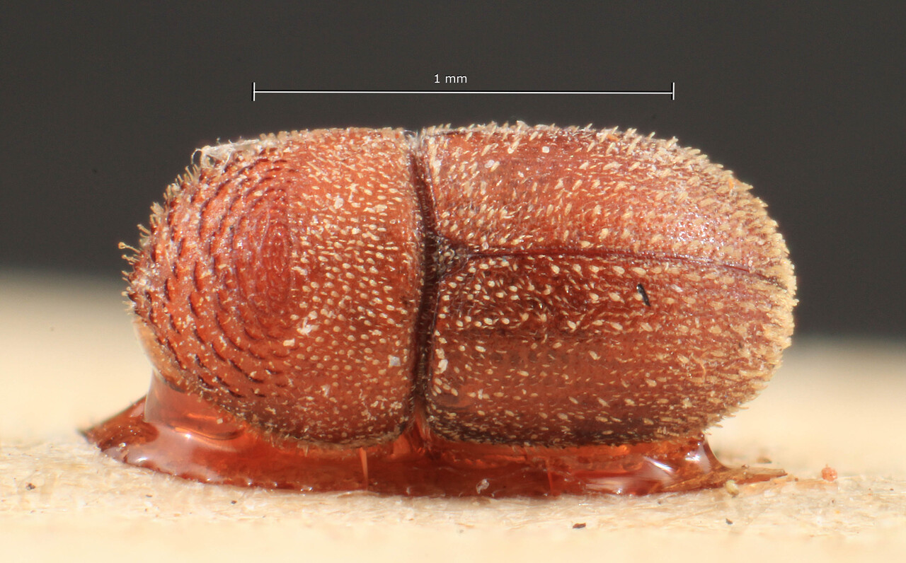 Genus / Species: Eidophelus bangensis | Image Author: TH Atkinson | Location: Phillipines, Mindanao, Mindanao, Zamboanga, Port Bandga | Image Type: lectotype | Collection: Entomology