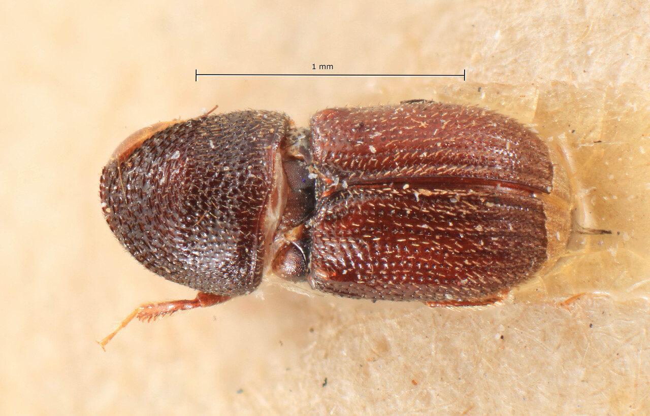 Genus / Species: Eidophelus communis | Image Author: TH Atkinson | Location: Madagascar, Madagascar (country / region) | Image Type: lectotype | Collection: Entomology