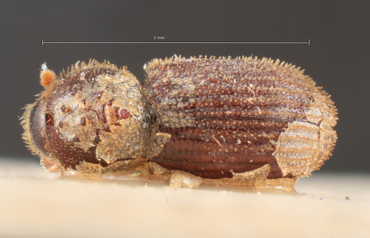 Genus / Species: Hypothenemus acaciae | Image Author: TH Atkinson | Location: Ethiopia, Cheren | Image Type: lectotype | Collection: Entomology