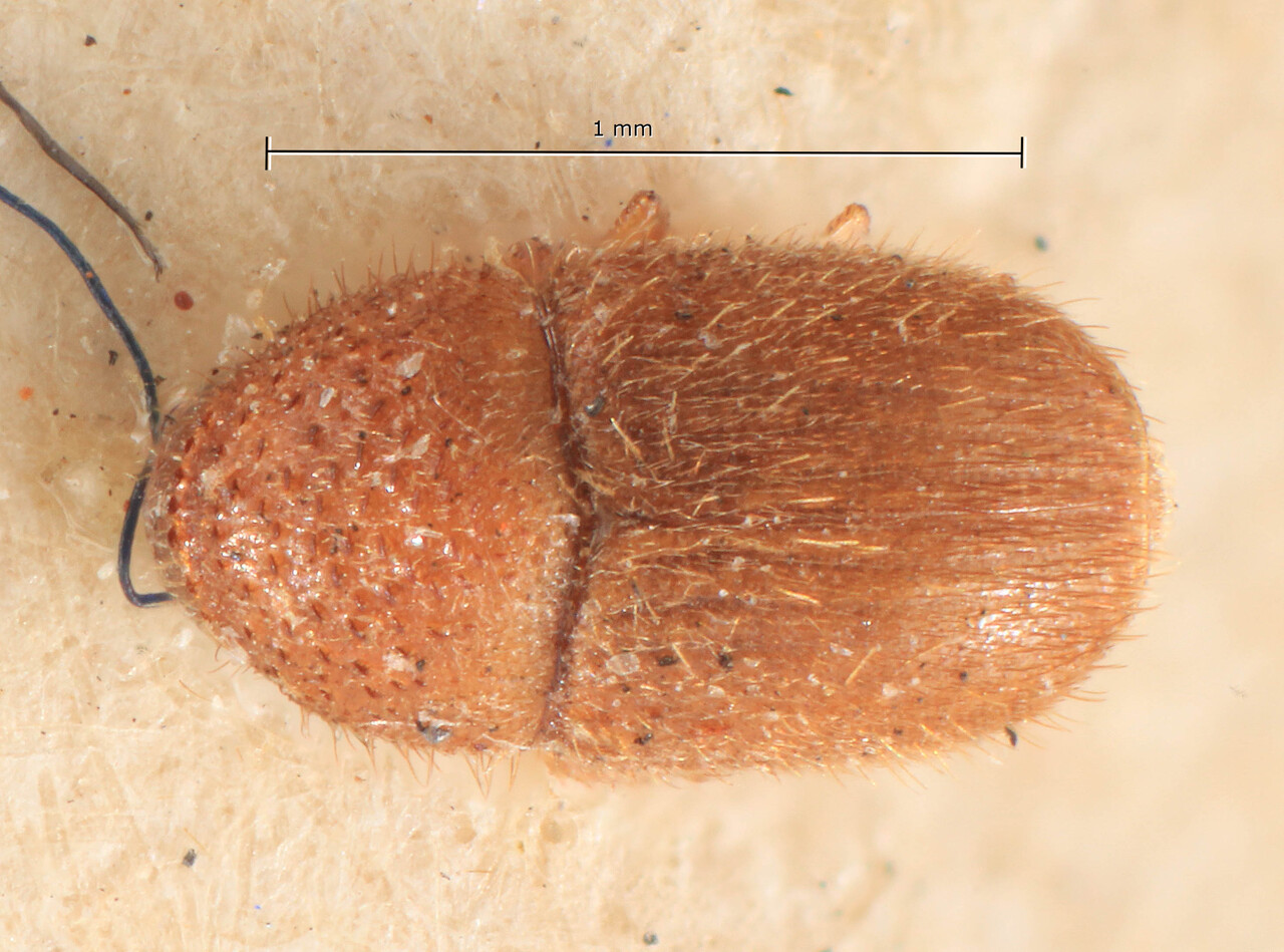Genus / Species: Cryphalus angustior | Image Author: TH Atkinson | Location: Indonesia, Sumatra, southern Sumatra, Wai Lima | Image Type: holotype | Collection: Entomology