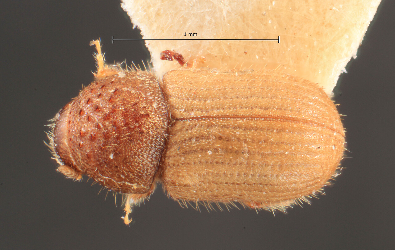 Genus / Species: Cryphalus latus | Image Author: TH Atkinson | Location: Russia, Far East, Ussuri | Image Type: holotype | Collection: Entomology
