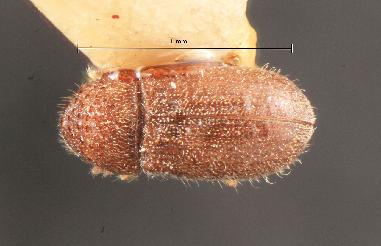 Genus / Species: Cryphalus mandschuricus | Image Author: TH Atkinson | Location: Russia, Far East, Ussuri | Image Type: lectotype | Collection: Entomology