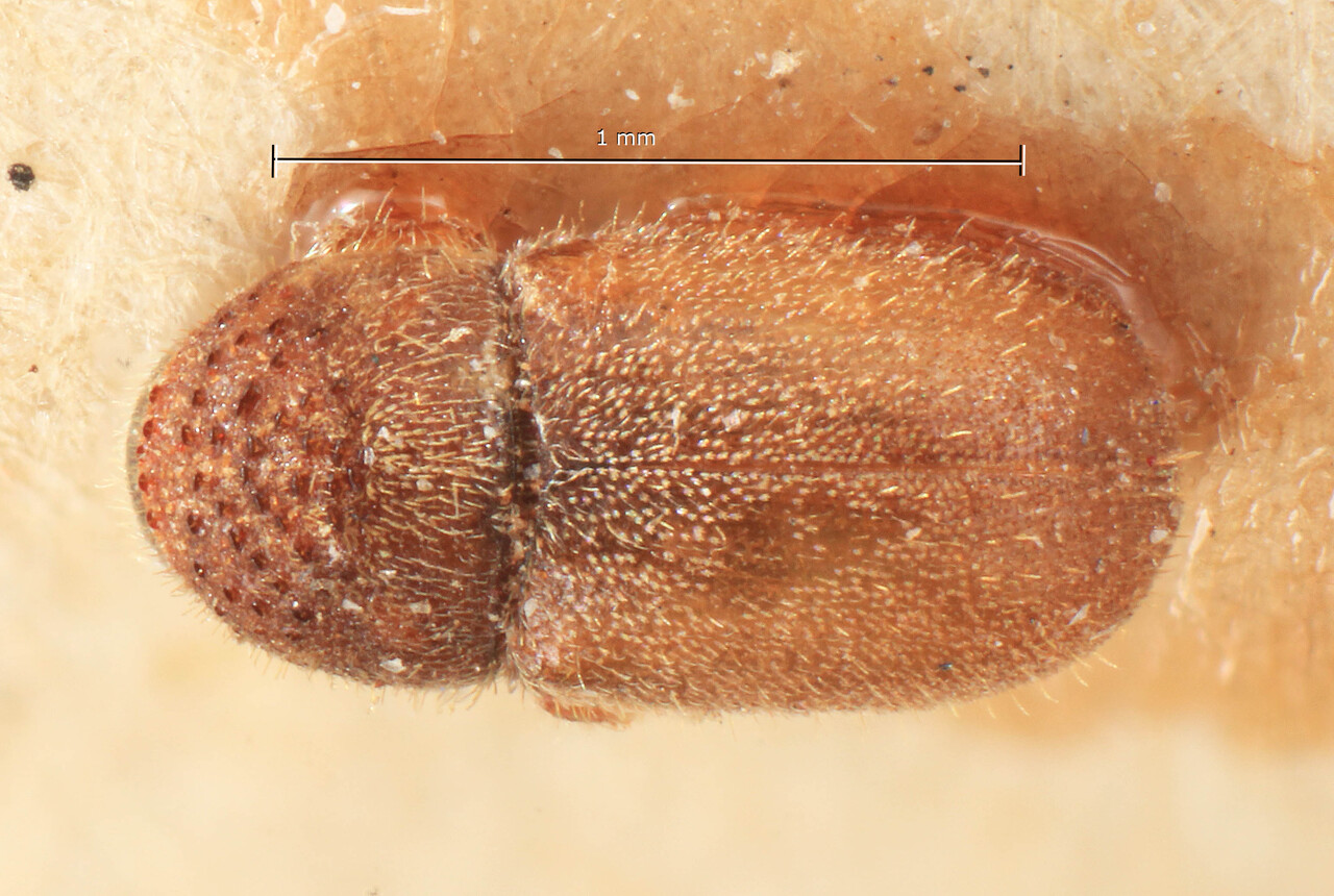 Genus / Species: Cryphalus piceus | Image Author: TH Atkinson | Location: Japan, Tozankei, Hokkaido | Image Type: lectotype | Collection: Entomology