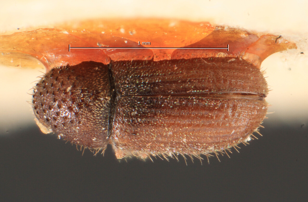 Genus / Species: Cryphalus pruni | Image Author: TH Atkinson | Location: Russia, Far East, Ussuri | Image Type: holotype | Collection: Entomology