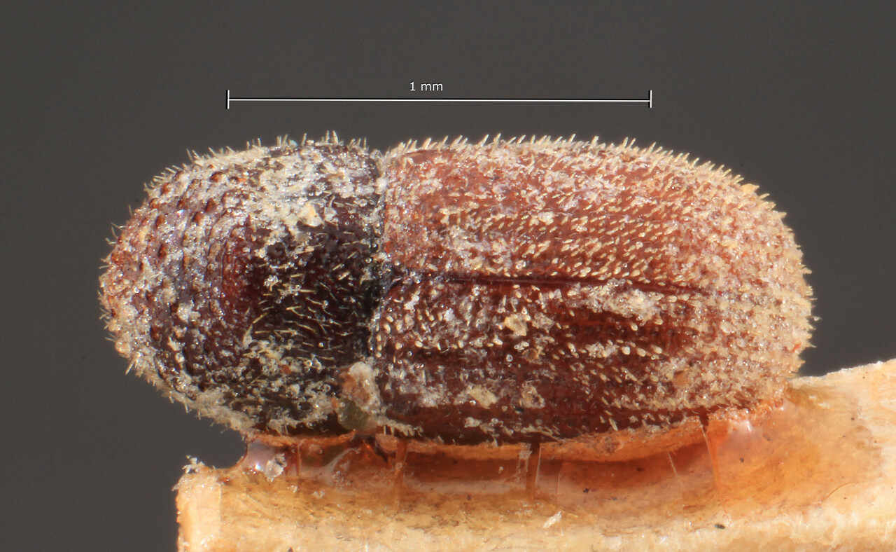 Genus / Species: Eidophelus aspericollis | Image Author: TH Atkinson | Location: Italy, Livorno | Image Type: lectotype | Collection: Entomology