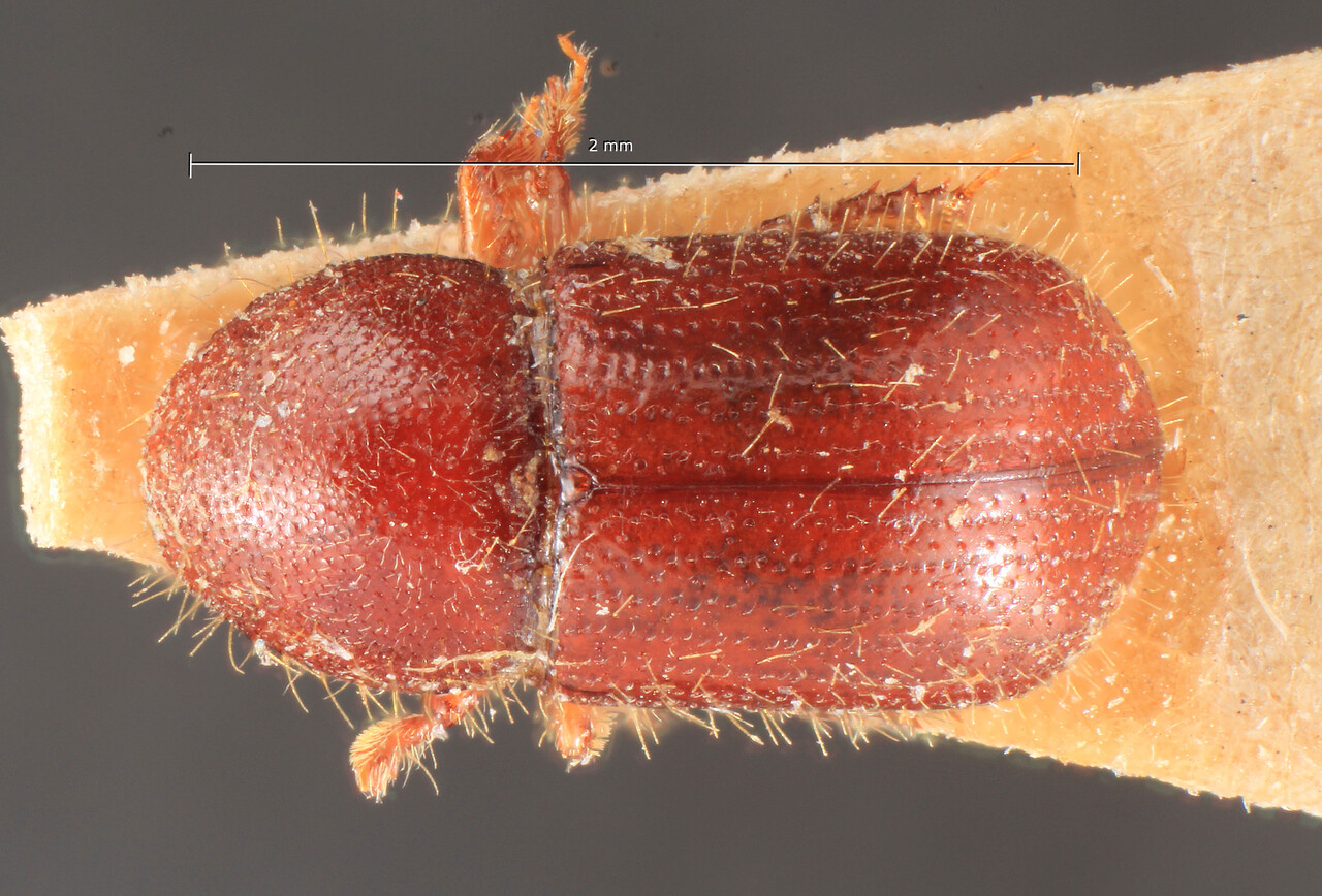 Genus / Species: Coccotrypes myristicae | Image Author: TH Atkinson | Location: Indonesia, Sumatra, Tambang Salida | Image Type: lectotype | Collection: Entomology