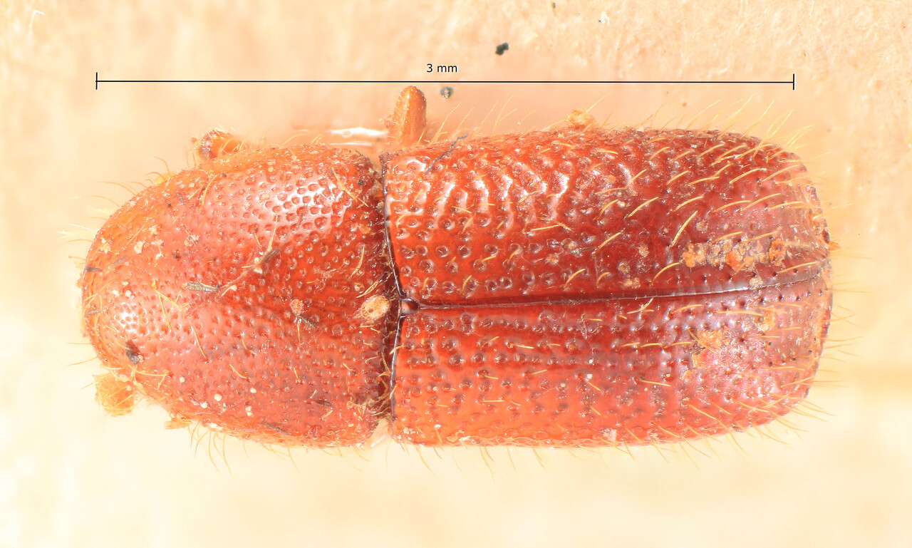 Genus / Species: Cyrtogenius aethiopicus | Image Author: TH Atkinson | Location: Ethiopia, Ethiopia (country / region) | Image Type: lectotype | Collection: Entomology