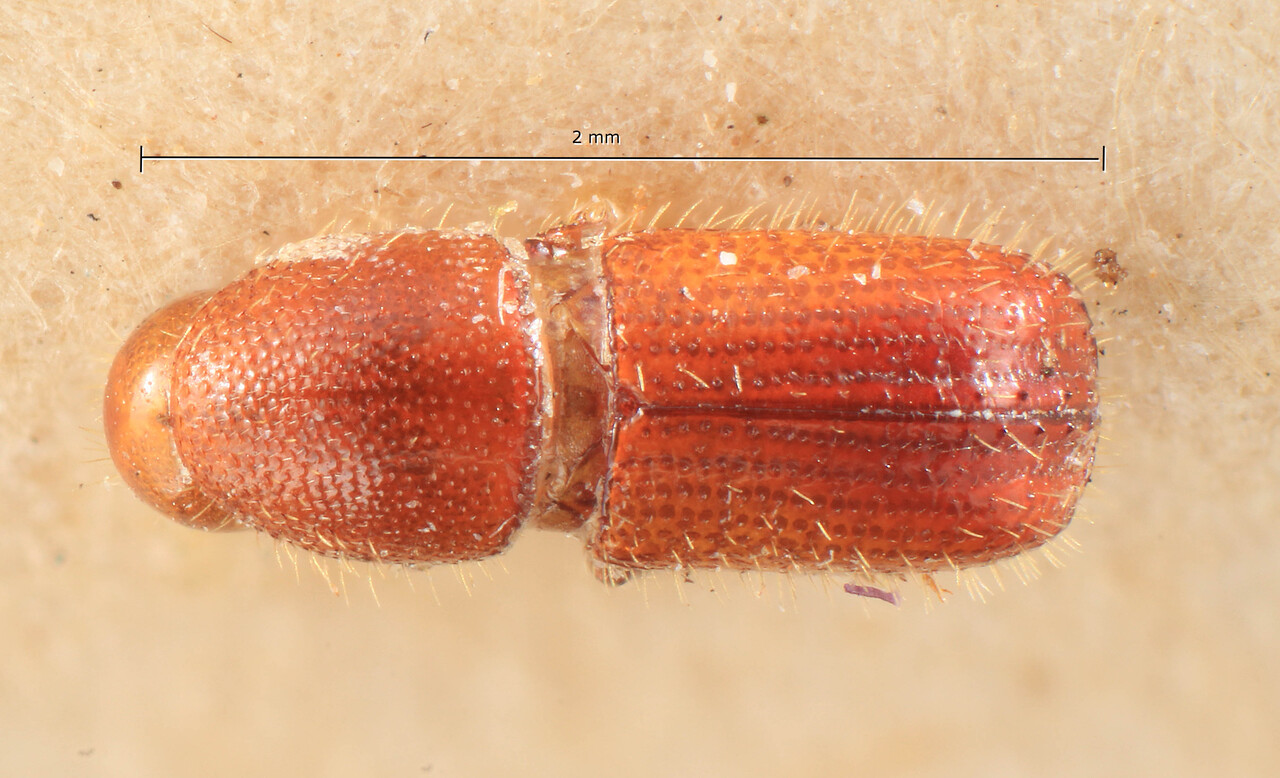 Genus / Species: Cyrtogenius dubius | Image Author: TH Atkinson | Location: Zaire, Kunungu | Image Type: lectotype | Collection: Entomology