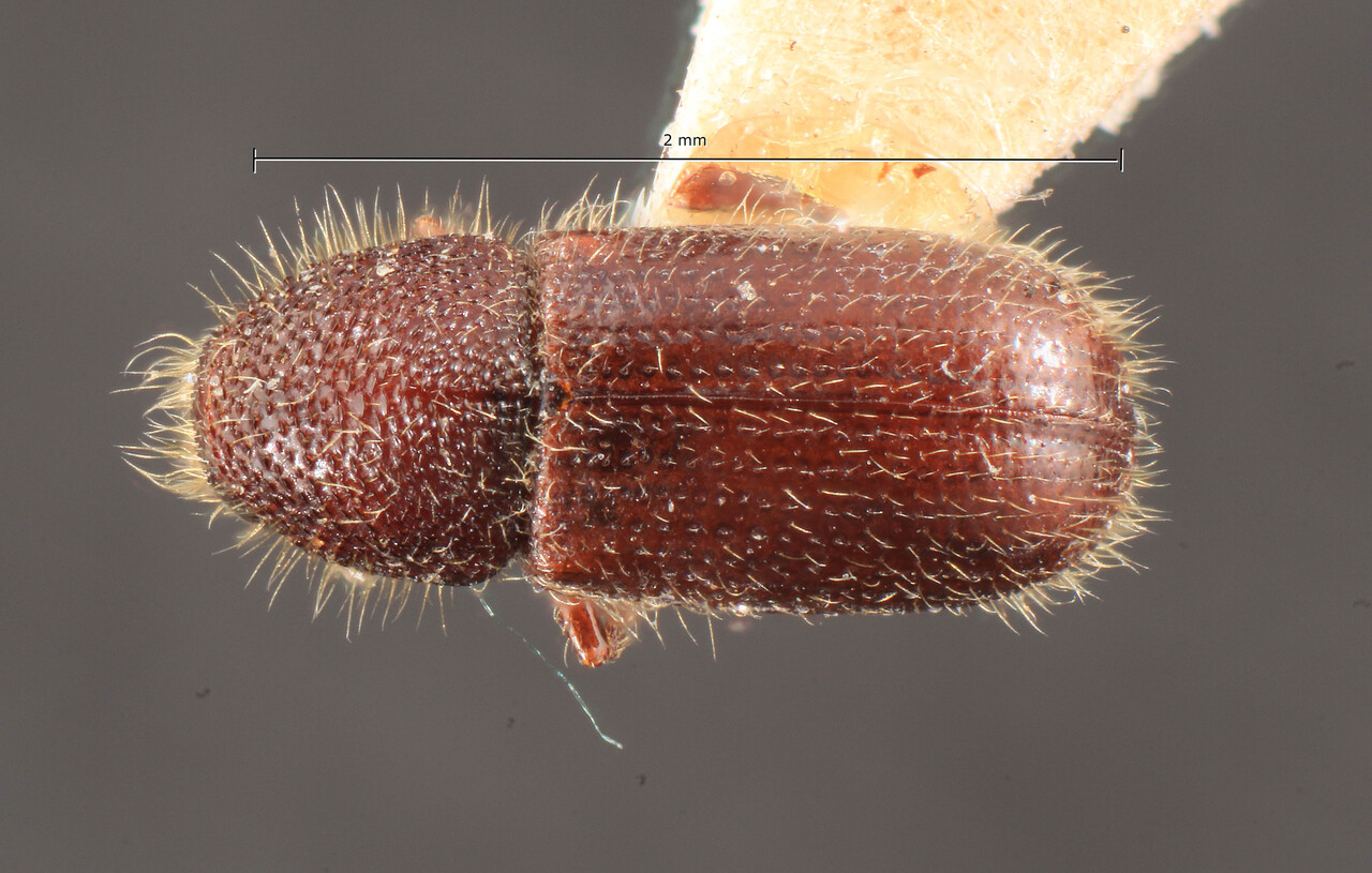 Genus / Species: Taphrorychus picipennis | Image Author: TH Atkinson | Location: Japan, Jozankei (Sapporo) | Image Type: lectotype | Collection: Entomology